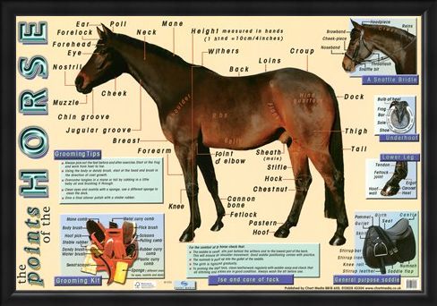 Framed Framed Points of the Horse - Equine Care