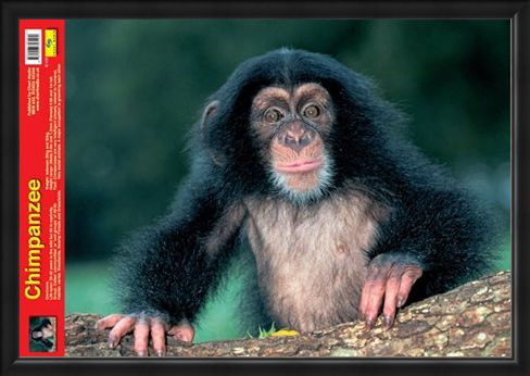 Framed Framed Animal World - Chimpanzee