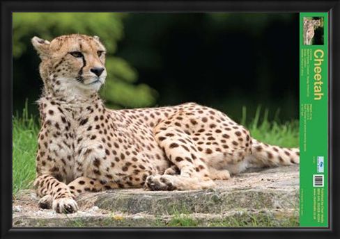 Framed Framed The Cheetah - Wild Facts