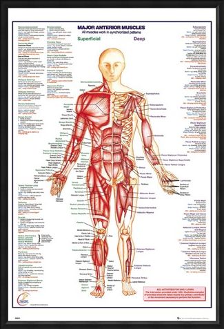 Framed Framed Major Anterior Muscles - Human Body