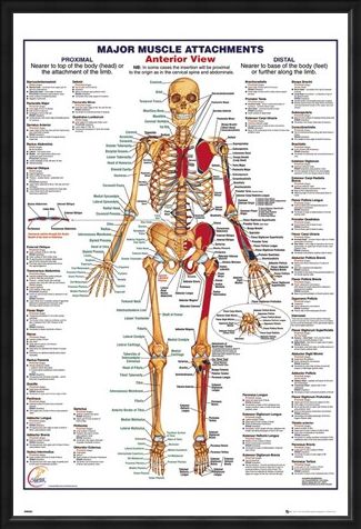 Framed Framed Major Muscle Attachments Anterior - Human Body