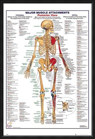 Framed Framed Major Muscle Attachments Posterior - Human Body