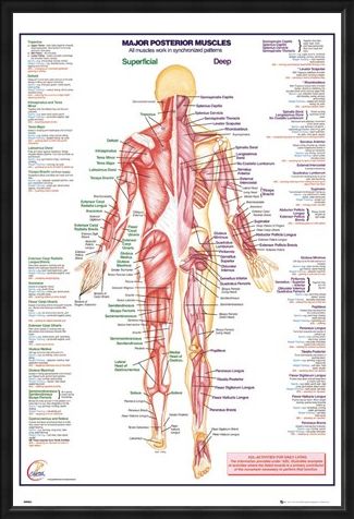 Framed Framed Major Posterior Muscles - Human Body