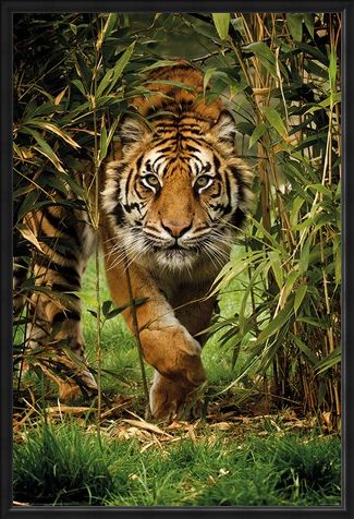 Framed Framed King Of The Jungle - Bamboo Tiger