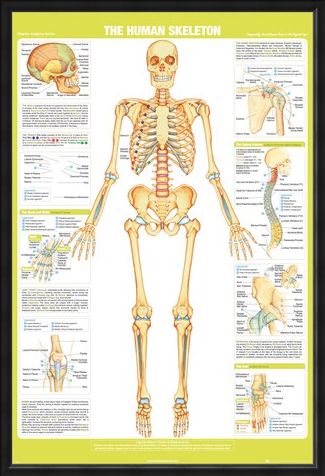 Framed Framed Skeleton - Chartex Anatomy