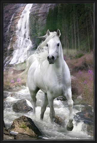 Framed Framed Horse in a Waterfall - Bob Langrish