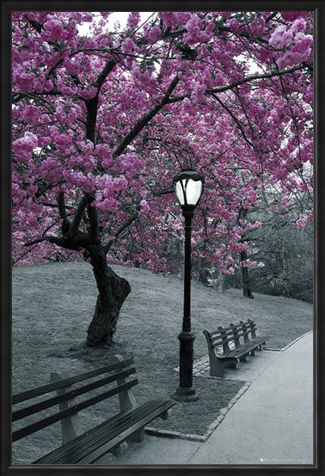 Framed Framed Blossom in Central Park - Cherry tree in blossom