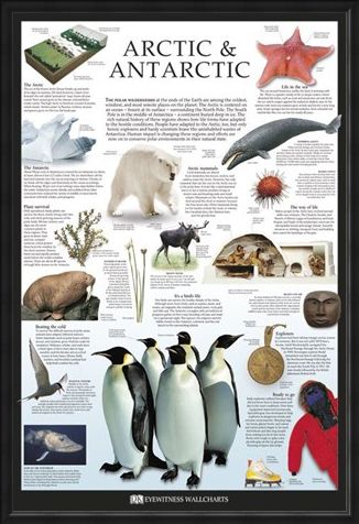 Framed Framed The Arctic & Antarctic - Dorling Kindersley