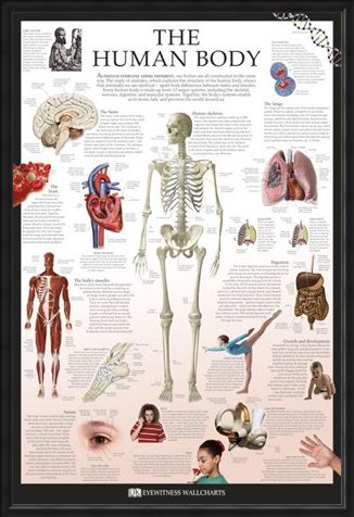 Framed Framed The Human Body - Dorling Kindersley