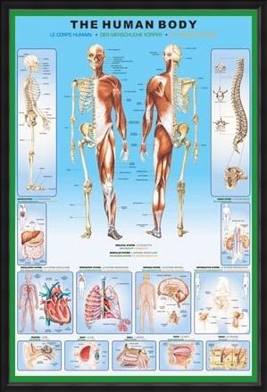 Framed Framed The Human Body and it's Organs - Human Biology