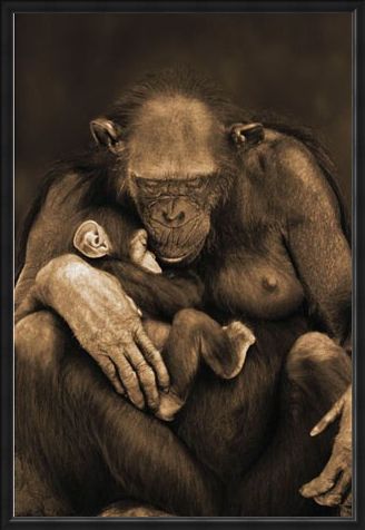 Framed Framed Motherhood - Chimpanzee with Child