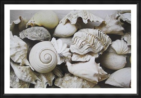 Framed Framed Still Life with Shells - Rene and Barbara Stoeltie