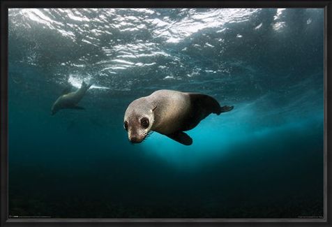 Framed Framed Diving The Depths - Australian Fur Seal