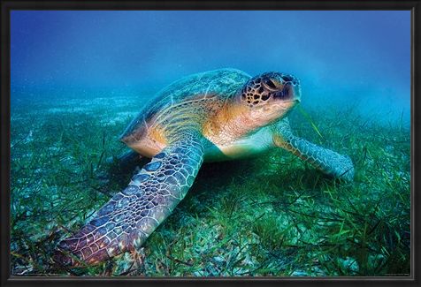 Framed Framed Loggerhead Sea Turtle - Animal