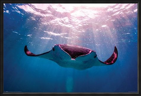 Framed Framed Manta Ray - Animal Photography