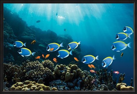 Framed Framed Tropical Waters - Surgeonfish & Goldies