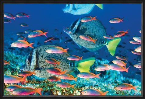 Framed Framed Yellow-Tailed Surgeonfish - Sealife