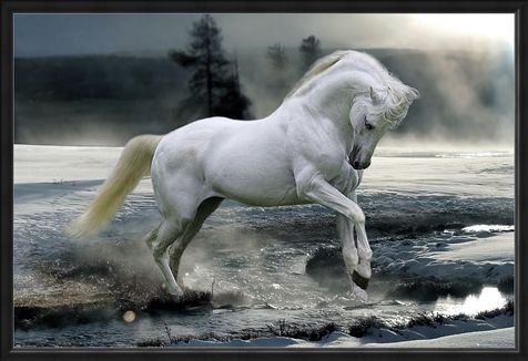 Framed Framed Horse Snow - Bob Langrish