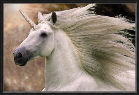 Framed Framed Unicorn - Bob Langrish