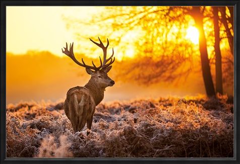 Framed Framed Golden Stag - Wildlife Wonders of The Sunrise