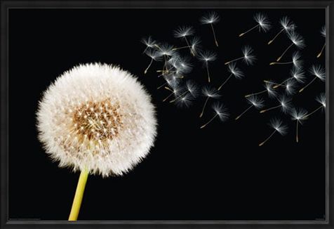 Framed Framed Dandelion Dream - Fly Away
