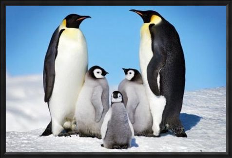 Framed Framed Penguin Harmony - Penguin Family
