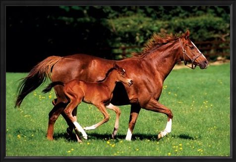 Framed Framed Chestnut Mare and Foal - The Beauty of Horses