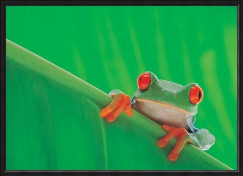 Framed Framed Red Eyed Frog - Nature