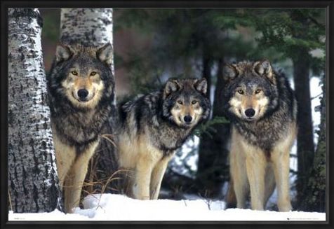 Framed Framed Three Wolves in the Snow - Canis Lupis – The Timberwolf
