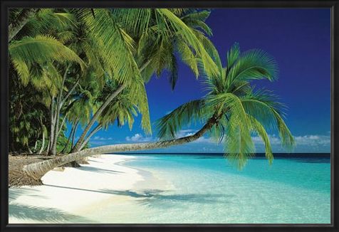 Framed Framed Maldives Beach and Sea - Palm Trees on a Tropical Island Paradise