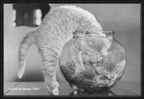 Framed Framed Bowl of Cats - Le Bol Du Chaton