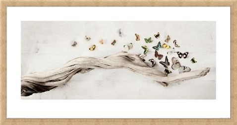 Framed Framed Drift of Butterflies - Ian Winstanley