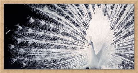 Framed Framed Courtship - Tim Flach