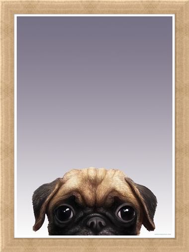 Framed Framed Pug - Inquisitive Creatures