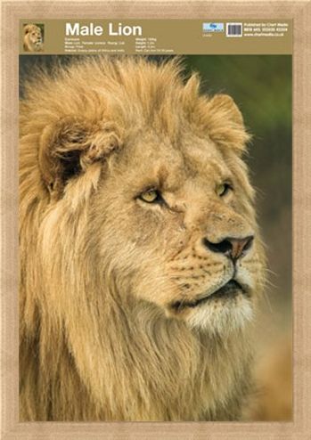 Framed Framed Animal World - Lion