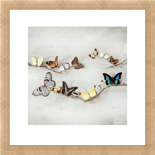 Framed Framed Array of Butterflies - Ian Winstanley