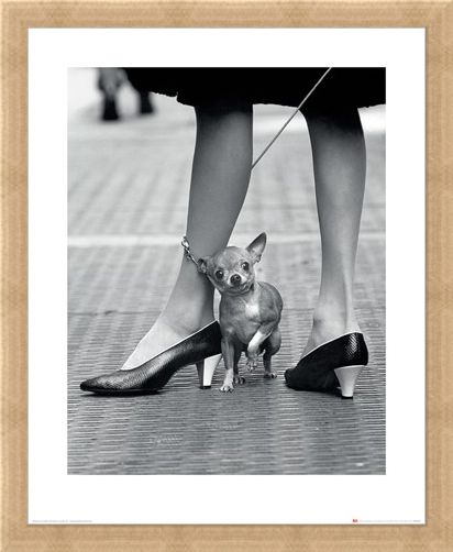 Framed Framed Chihuahua - Time Life