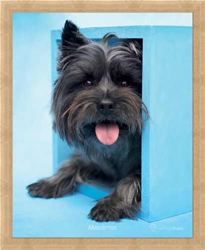 Framed Framed Maximus the Puppy - By Rachael Hale