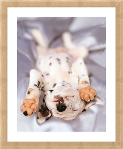 Framed Framed Monty - Rachael Hale