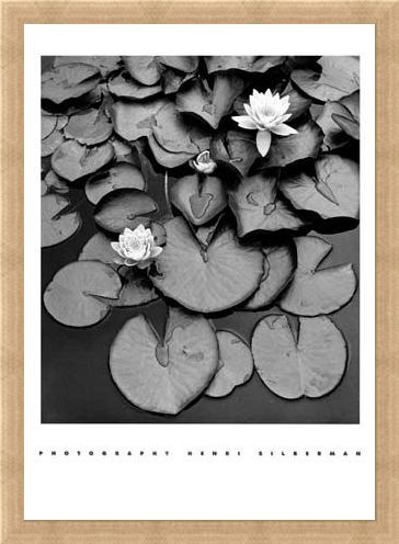 Framed Framed Waterlilies - Henri Silberman