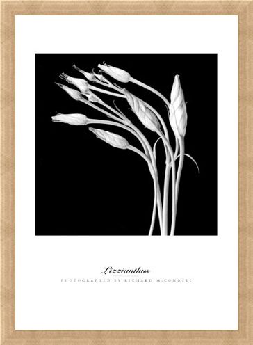 Framed Framed Lizzianthus - Richard McConnell