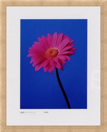 Framed Framed Gerbera Serenity - Masao Ota