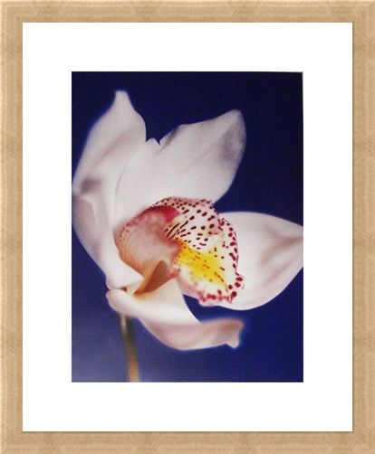 Framed Framed Orchid - Michael Banks