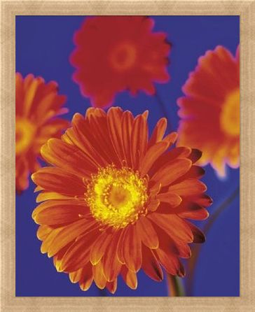 Framed Framed Red Flowers - Gerberas