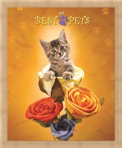 Framed Framed Cat amongst the Roses - My Best Pets