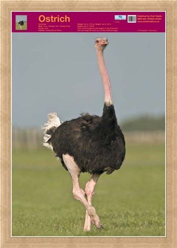 Framed Framed Ostrich - Wildlife Fun Facts