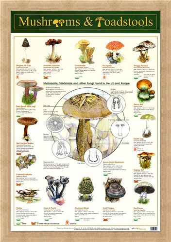Framed Framed Mushrooms & Toadstools - Fungi