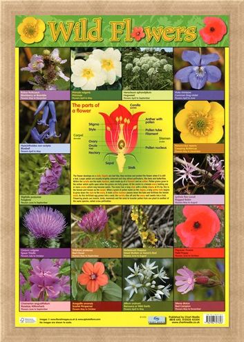 Framed Framed Wild Flowers - Parts of a Flower