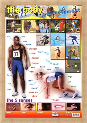 Framed Framed The Body & Movement - How We Move