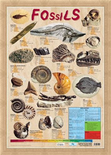 Framed Framed Fossils - Educational Chart